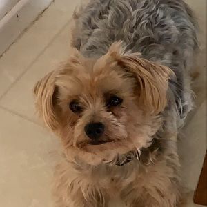 Meet your Posher, Odalys